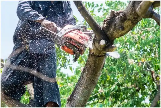 tree services Saltillo